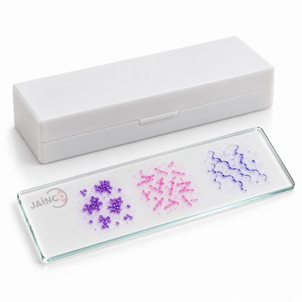 Three Types of Bacteria, Stained
